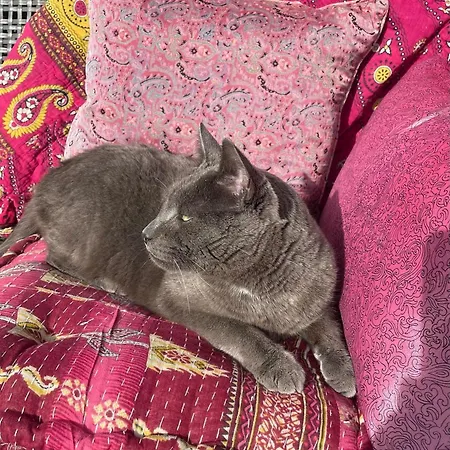 Cool Familyhome Close To The W Two Cuddly Cats アパート